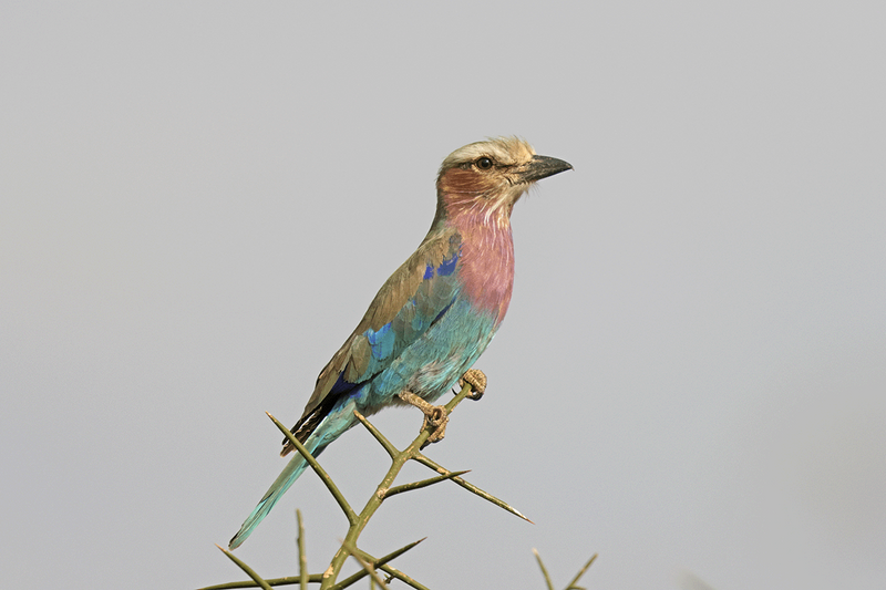 Lilac-breasted Roller