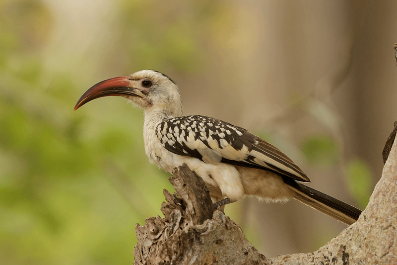 Northern Red-billed Hornbill