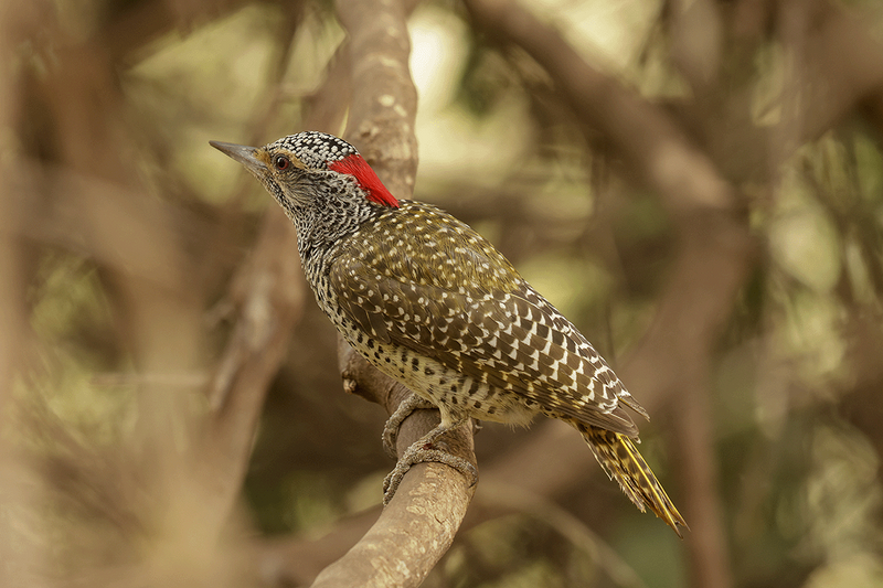 Nubian Woodpecker