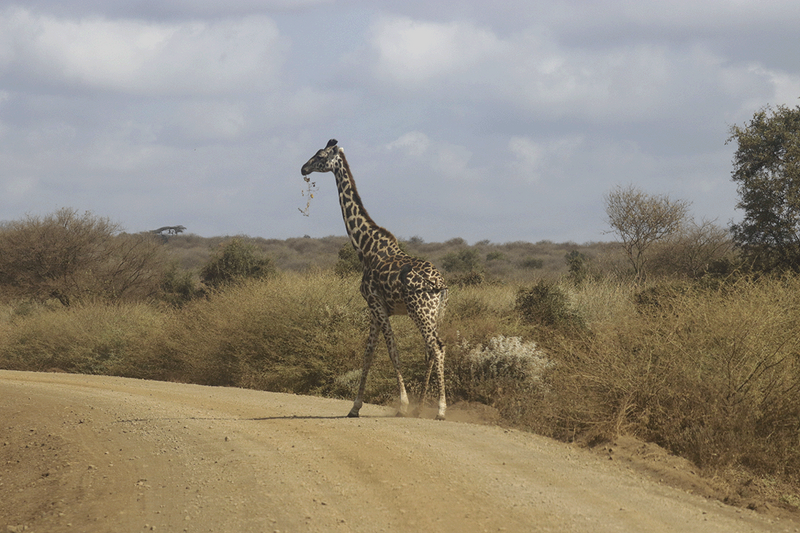 Masai Giraffe