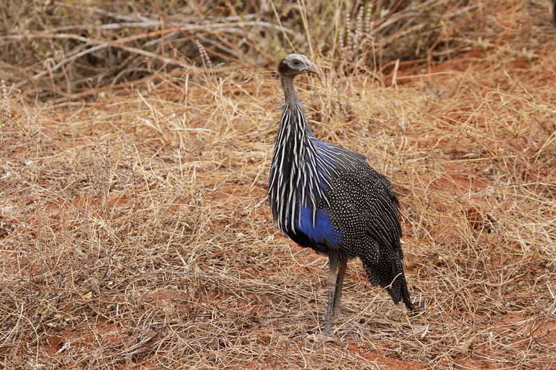 Vulturine Guineafowl