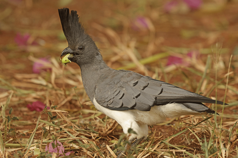 White-bellied Go-away-Bird