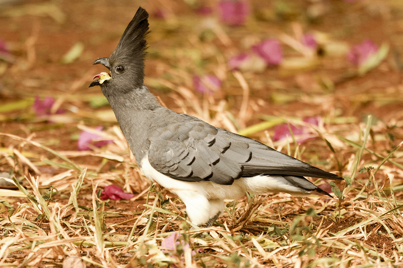 White-bellied Go-away-Bird