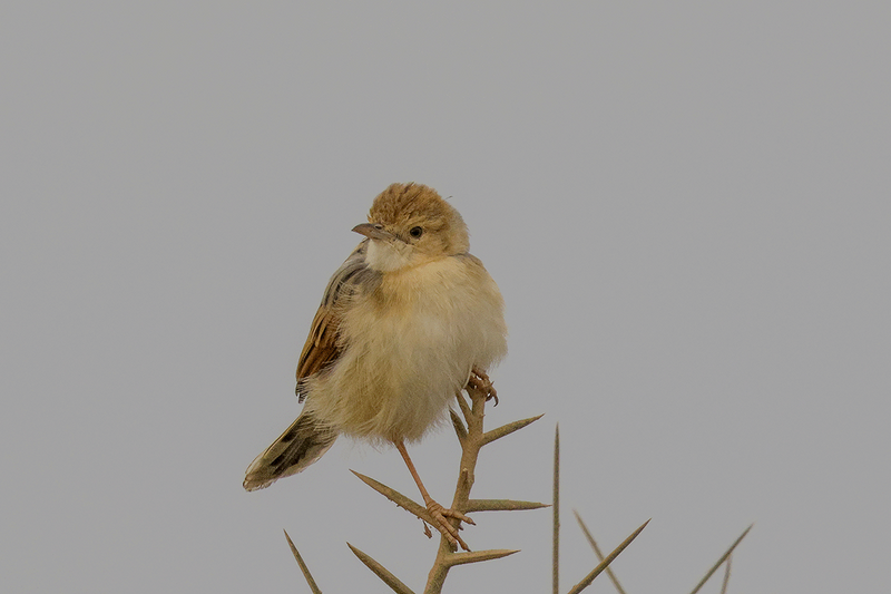 Winding Cisticola