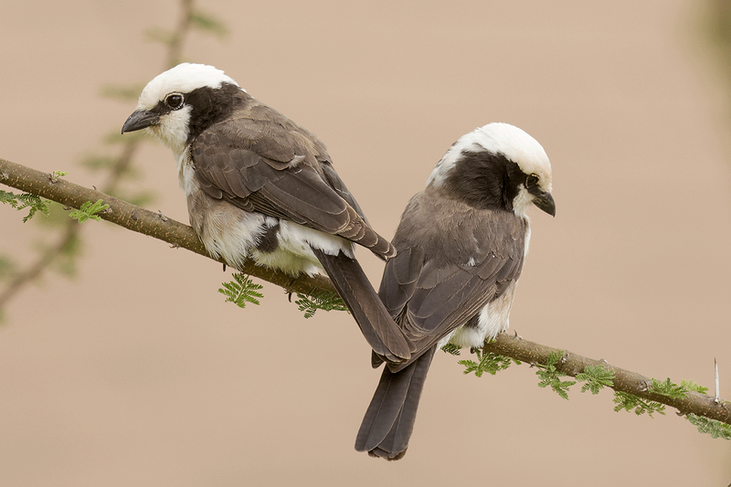 White-rumped Shrike