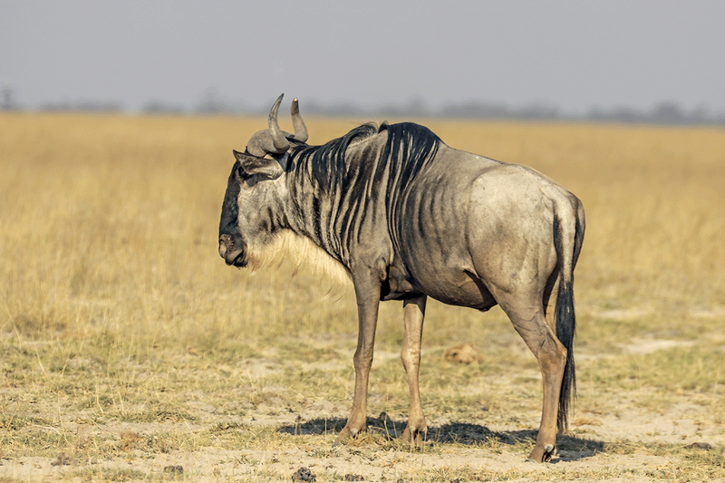 Blue Wildebeest