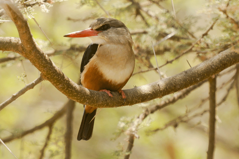Gray-headed Kingfisher