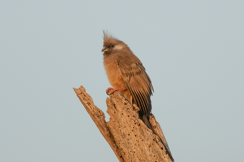 Speckled Mousebird