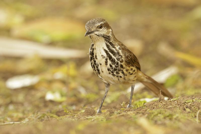 Spotted Morning-thrush