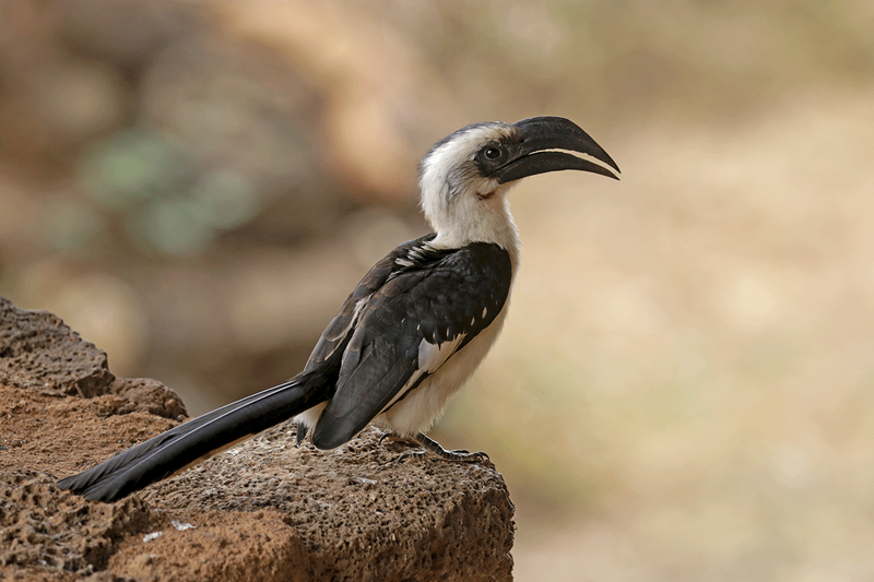 Von Der Deckens Hornbill