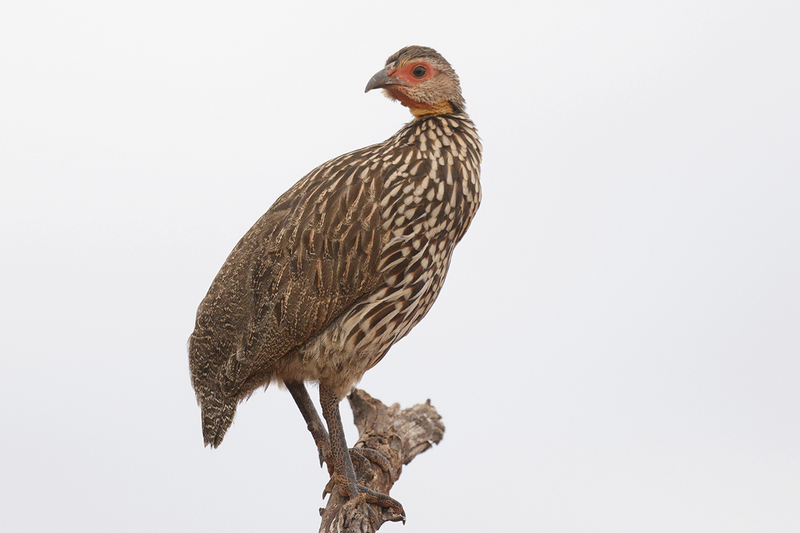Yellow-necked Spurfowl