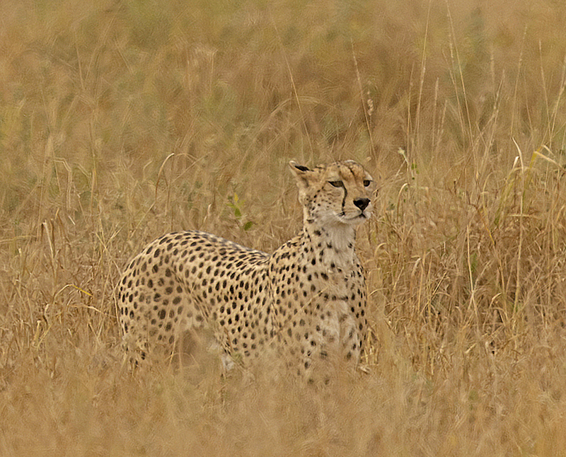 Cheetah