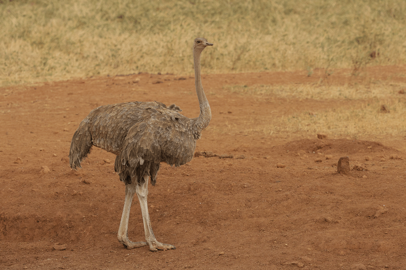 Common Ostrich