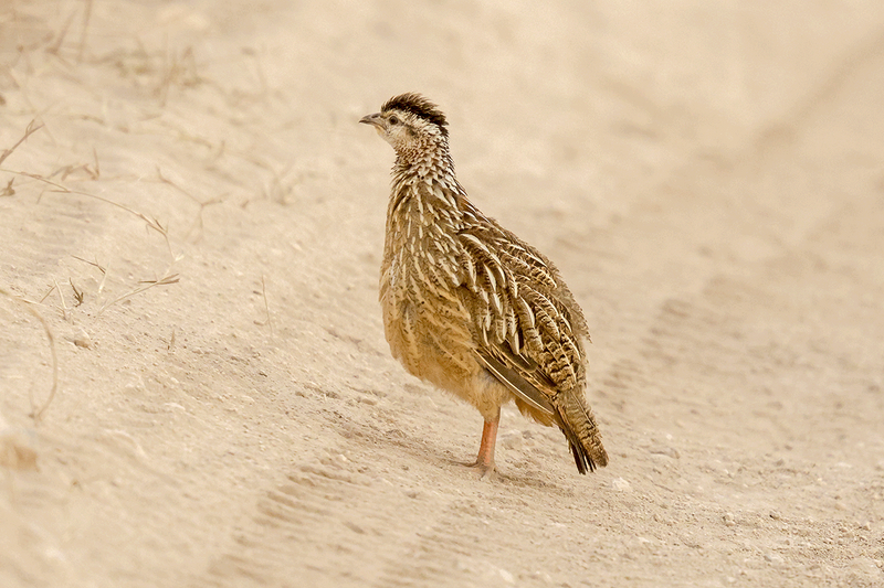 Crested Francolin