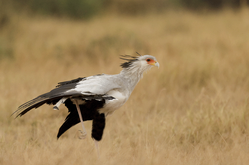 Secretarybird