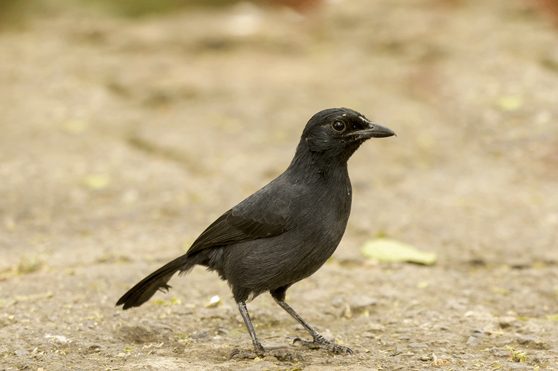 Slate-coloured Boubou