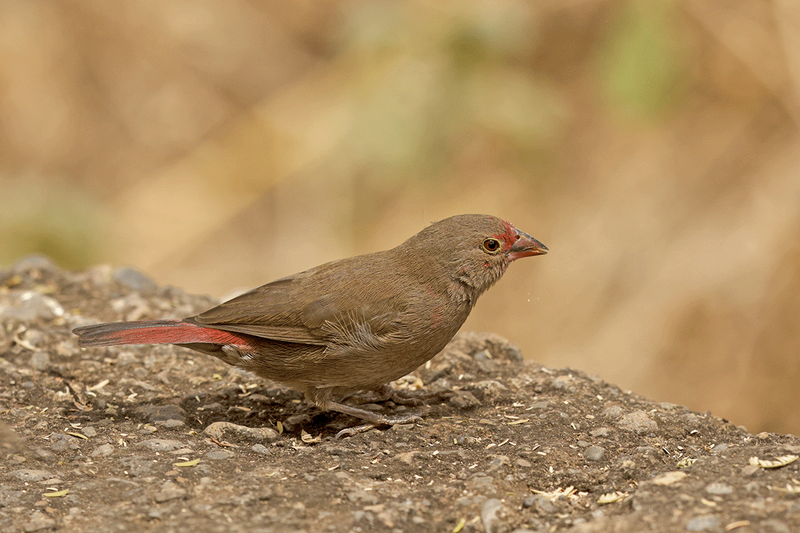 Red-Billed Firefinch