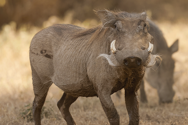 Common Warthog