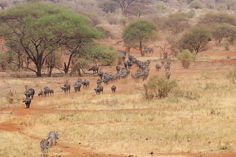 African Buffalo