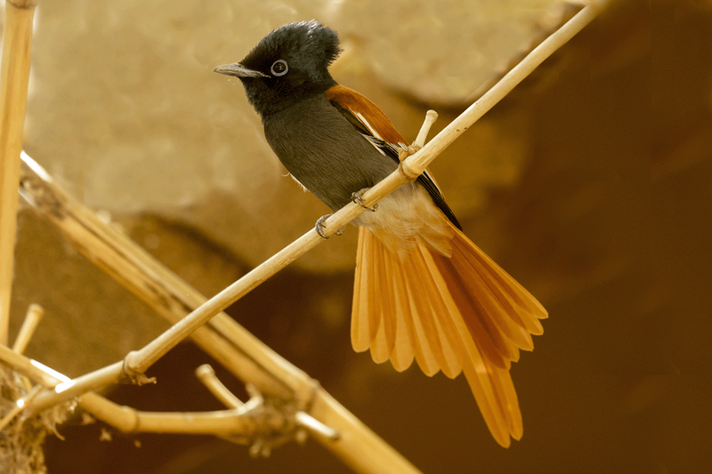 African Paradise-Flycatcher