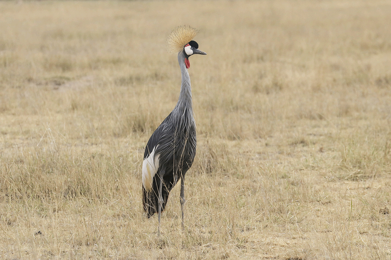 Gray Crowned-Crane