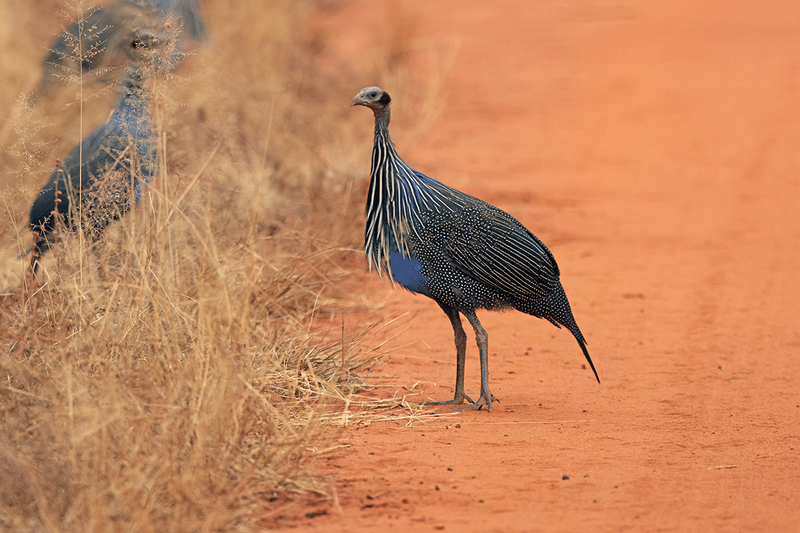 Vulturine Guineafowl