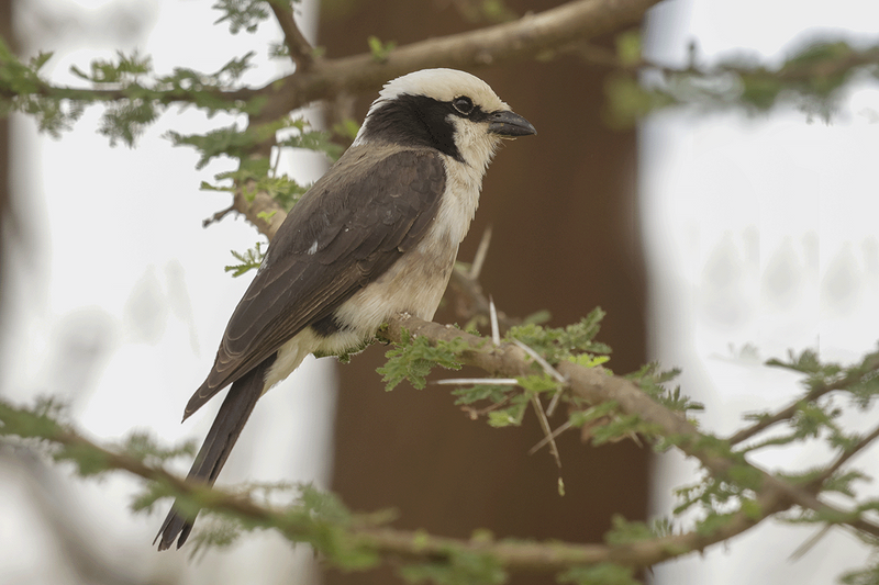 White-rumped Shrike