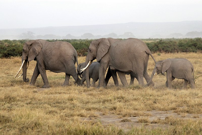 Savannah Elephant