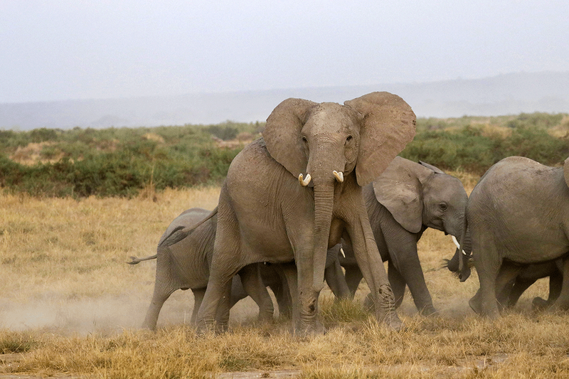 Savannah Elephant