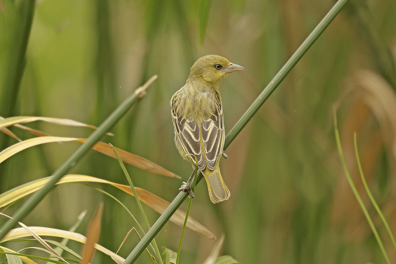 Village Weaver
