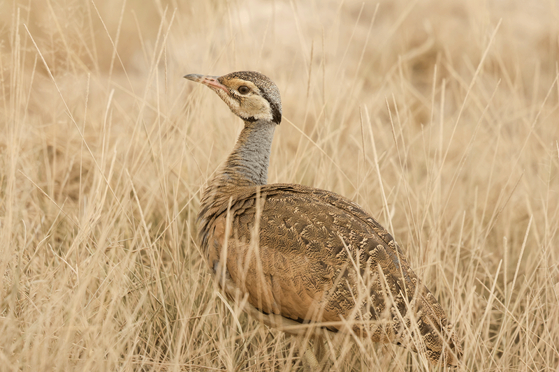 White-bellied Bustard