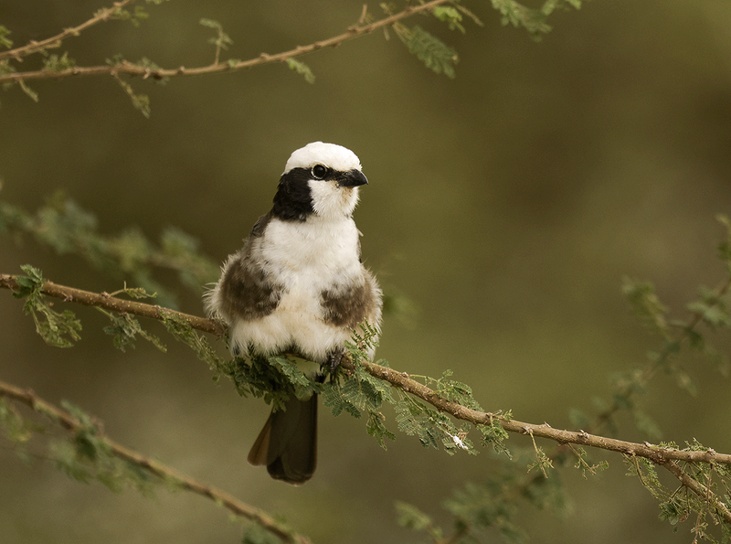White-rumped Shrike