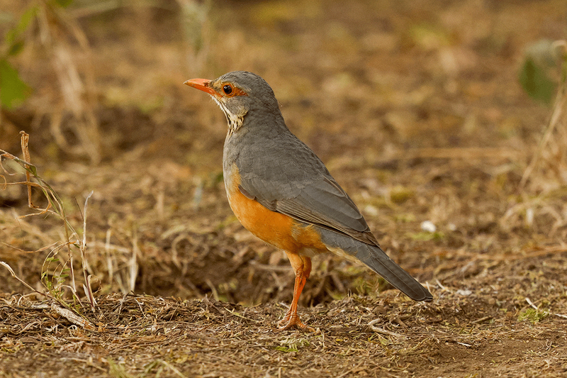 African Bare-eyed Thrush