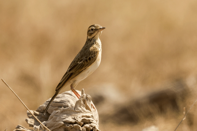 African Pipit