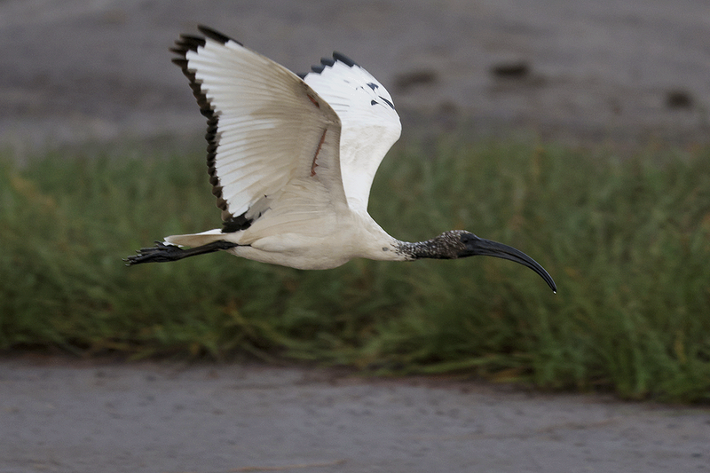 African Scared Ibis
