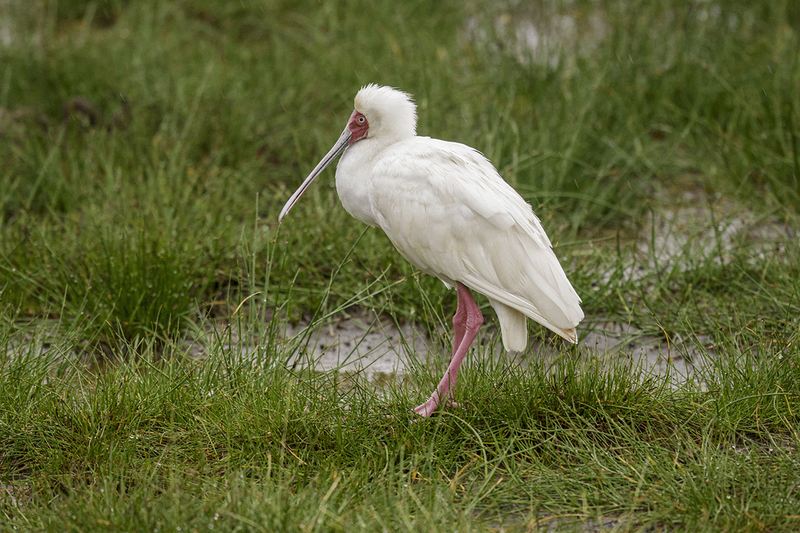 African Spoonbill