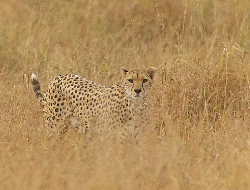 Cheetah
