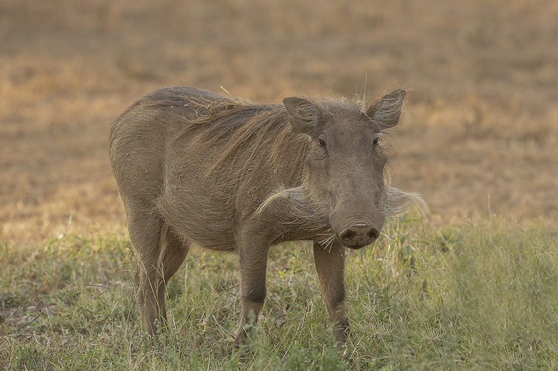 Common Warthog