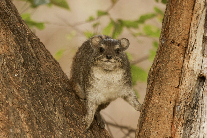 Bush Hyrax