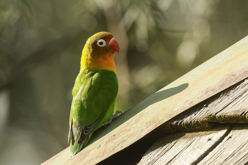 Fischer's Lovebird