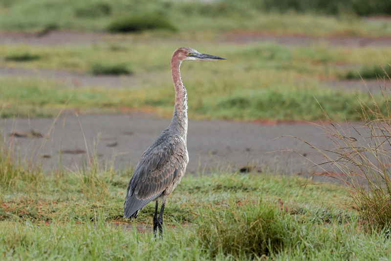 Goliath Heron
