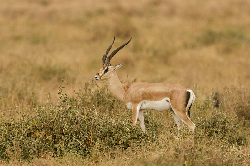 Grant's Gazelle