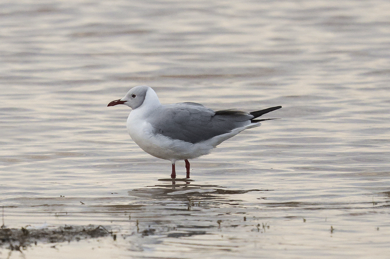 Gray-headed Gull