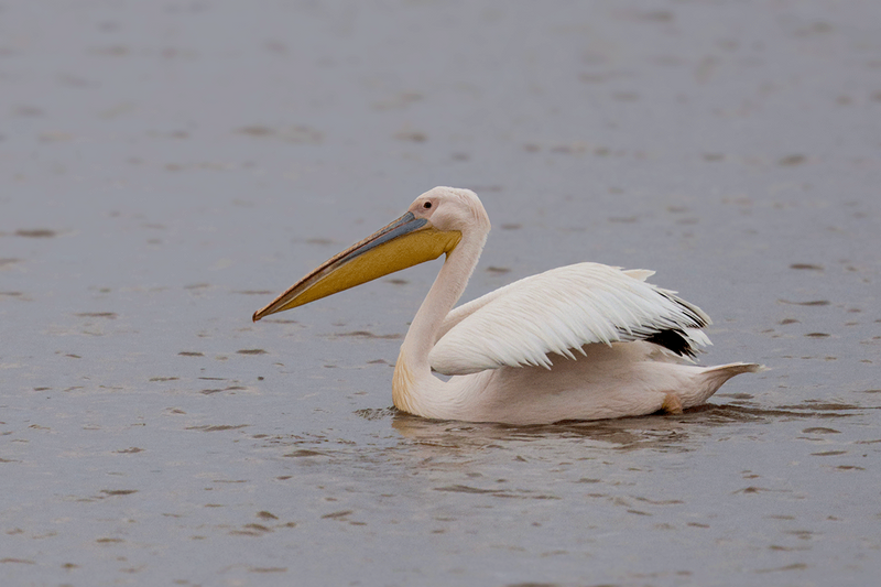 Great White Pelican