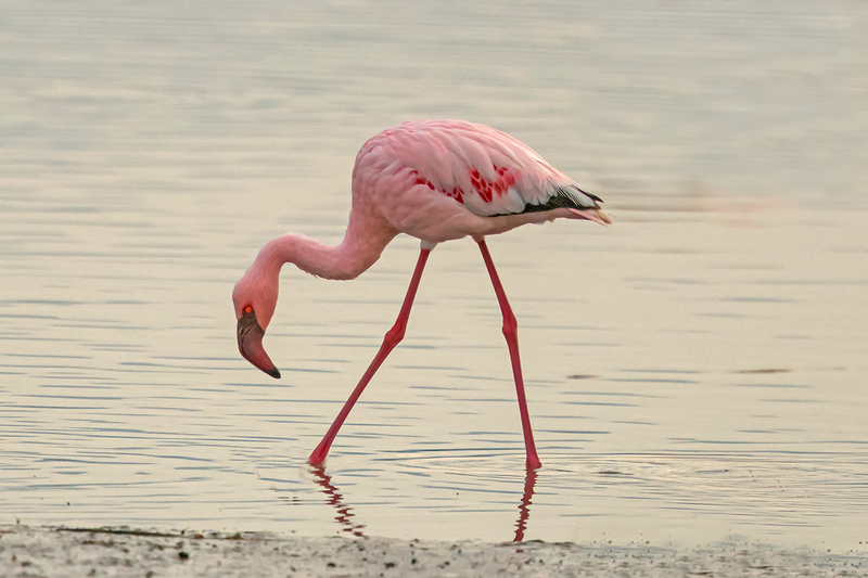 Lesser Flamingo