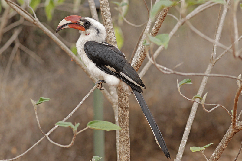 Von Der Deckens Hornbill
