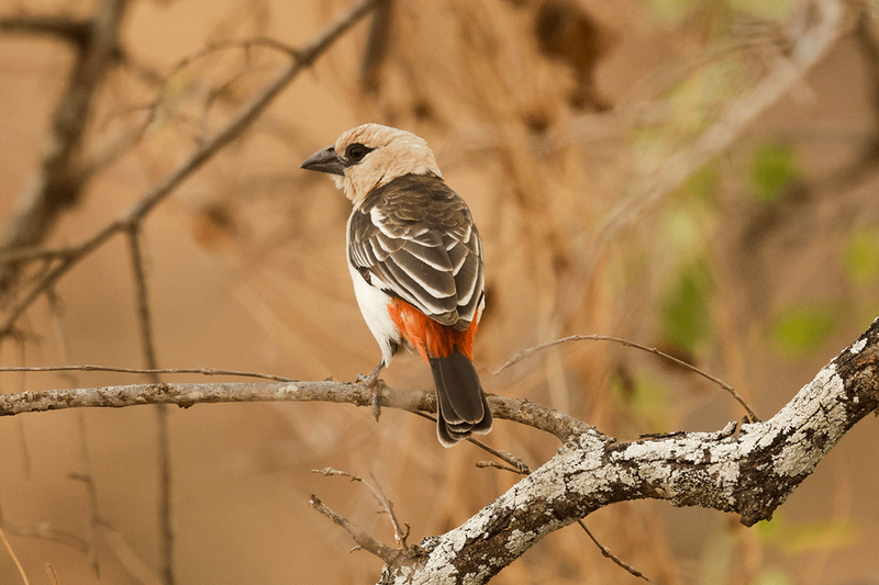 White-headed Buffalo-Weaver