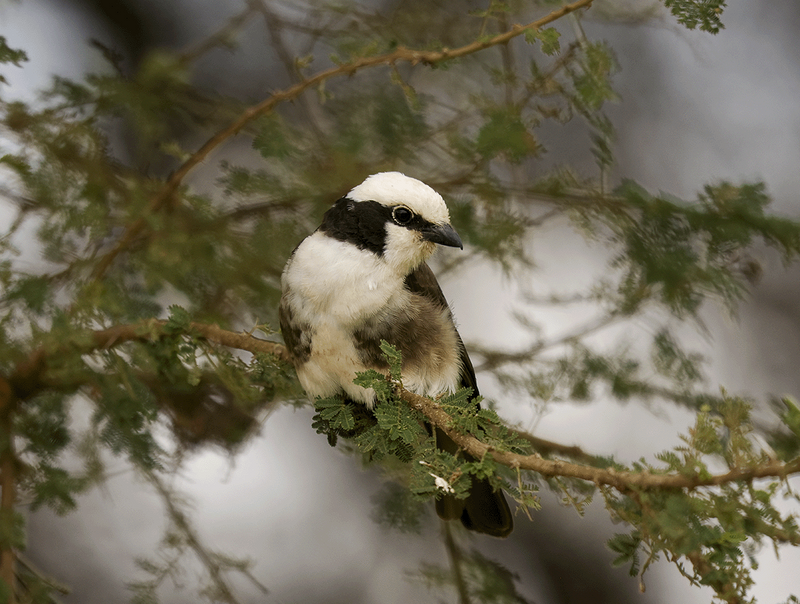 White-rumped Shrike