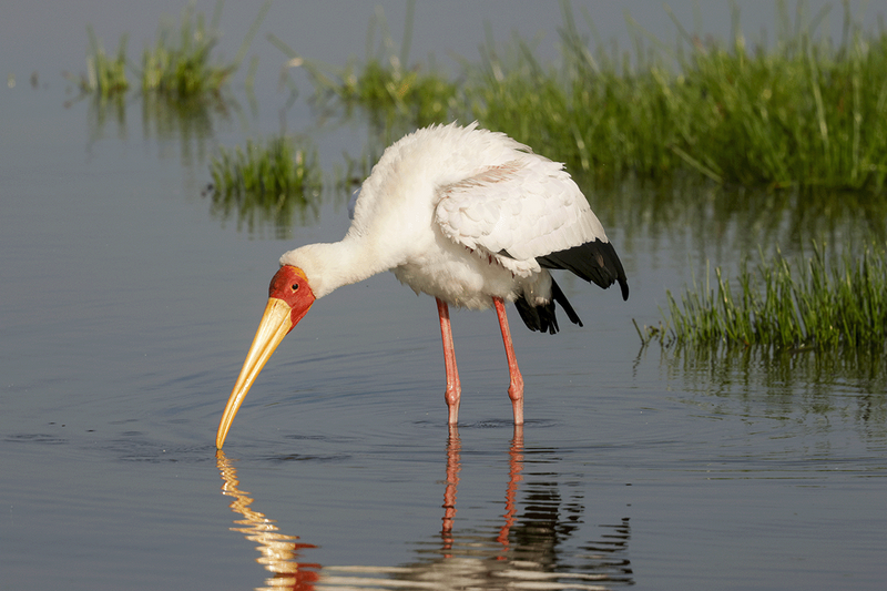 Yellow-billed Stork