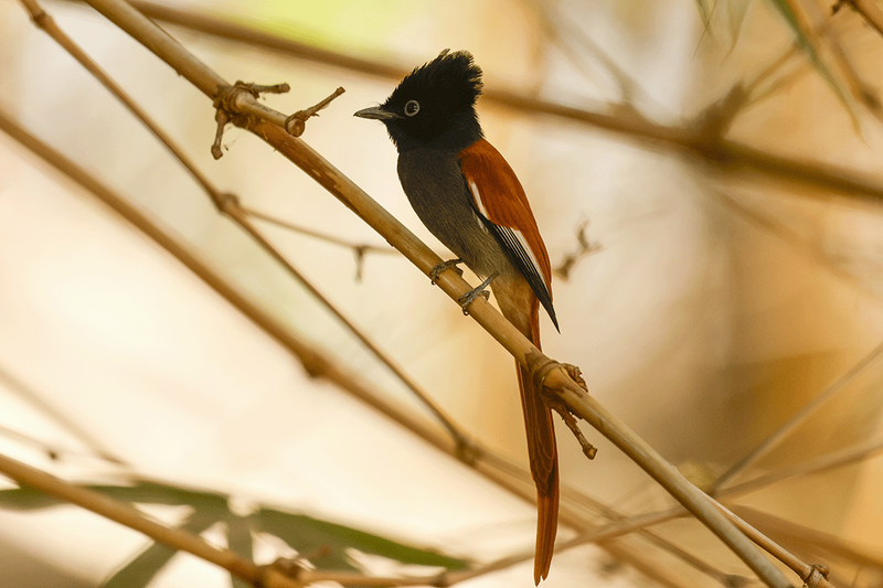 African Paradise-Flycatcher